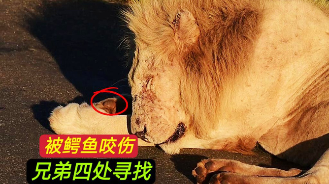 被鳄鱼咬了怎么办(被鳄鱼咬了怎么办图片)