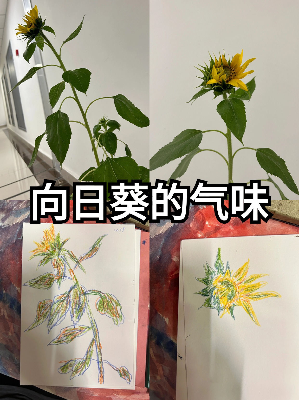 怎么样的葵花(葵花是什么颜色的呢)