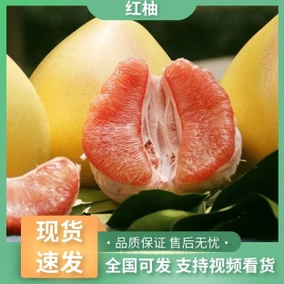 柚子今日行情(柚子今日行情最新消息)