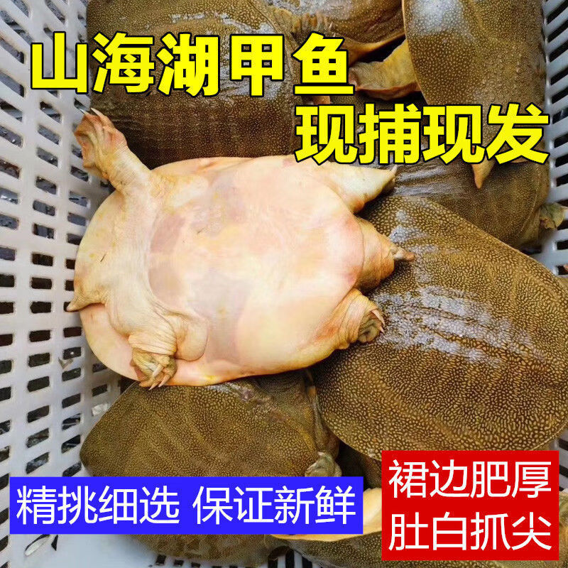 水鱼怎么杀(甲鱼怎么烧才好吃)