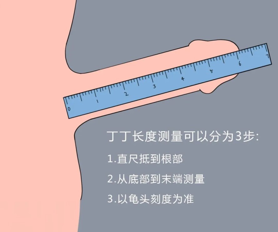 丁丁怎么量(丁丁怎么量粗细)